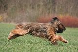 BRIARD 145